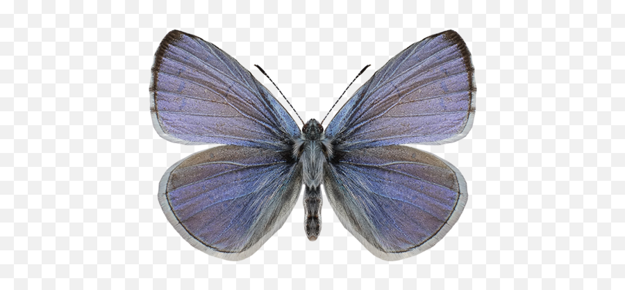 Butterfly Art Shop Usa - Common Blue Png,Blue Butterflies Png