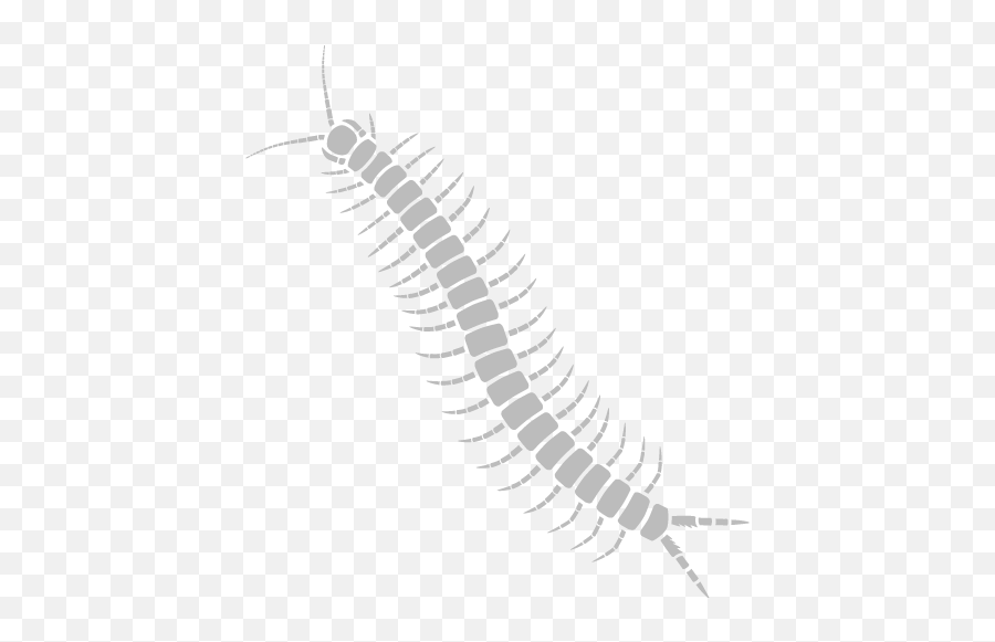 Residential Pest Control Packages The Bug Master - Parasitism Png,Centipede Icon