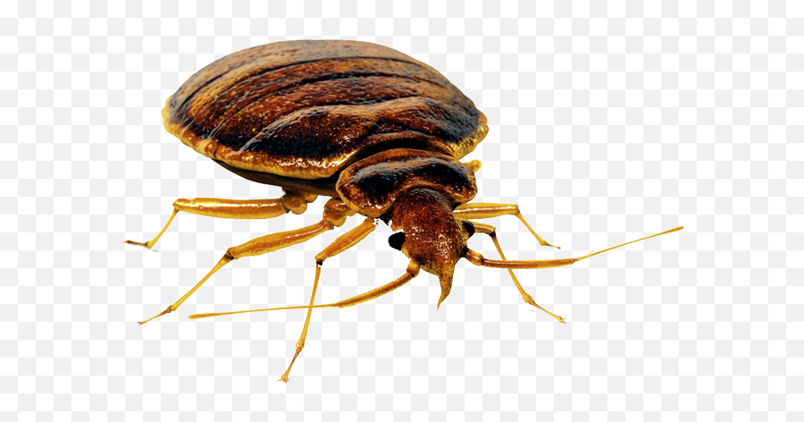 Bed Bug Png - Bed Bug Png,Bed Clipart Png