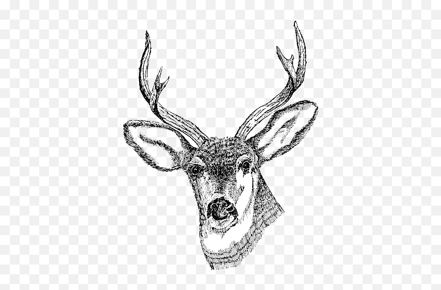 Download Deer Head Png Clipart - Totem Pole Deer Drawing,Deer Head Png