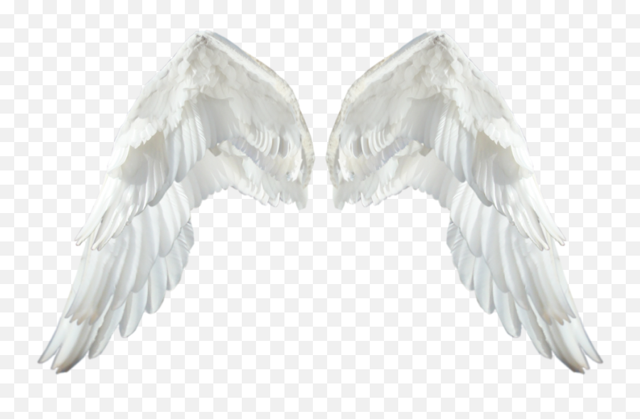 Realistic Angel Wings Transparent Png - Realistic Angel Wings Transparent,Wing Png