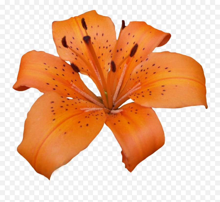 Lilium Png - Lilly Png,Lily Transparent Background