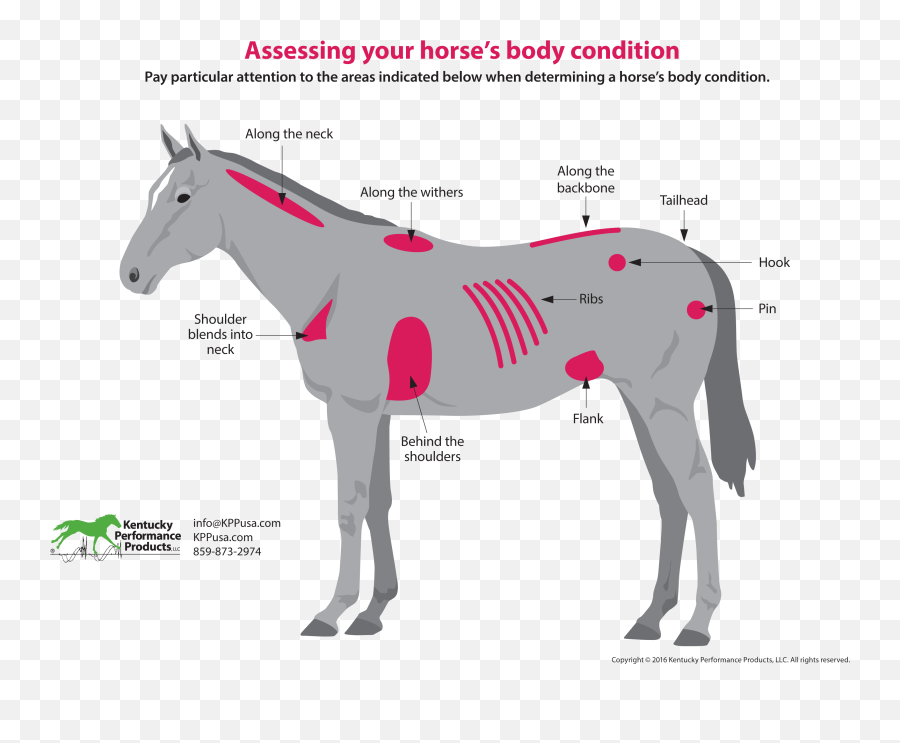 Horse Weight Chart - Deresi Flank On A Horse Png,Horse Emoji Png