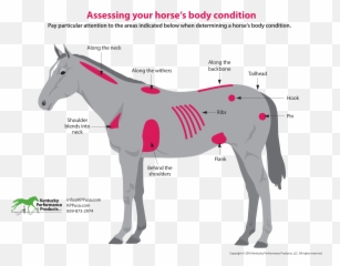 Horse Weight Chart - Deresi Flank On A Horse Png,Horse Emoji Png