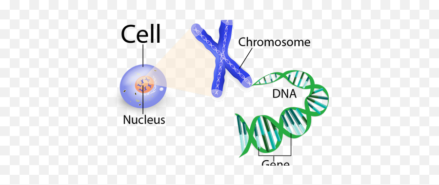 Download Hd Clip Art Stock Chromosome Drawing Gene Dna - Dna Chromosome Genes Cell Png,Chromosome Png
