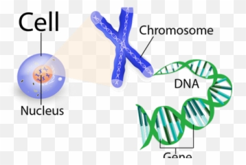 Download Hd Clip Art Stock Chromosome Drawing Gene Dna - Genes Cell png