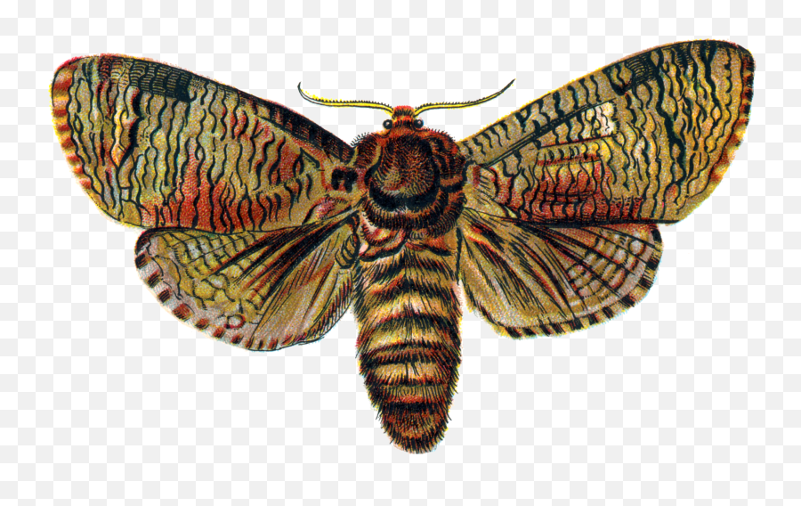 Download Moth Png Transparent Image - Moth Png,Moth Png