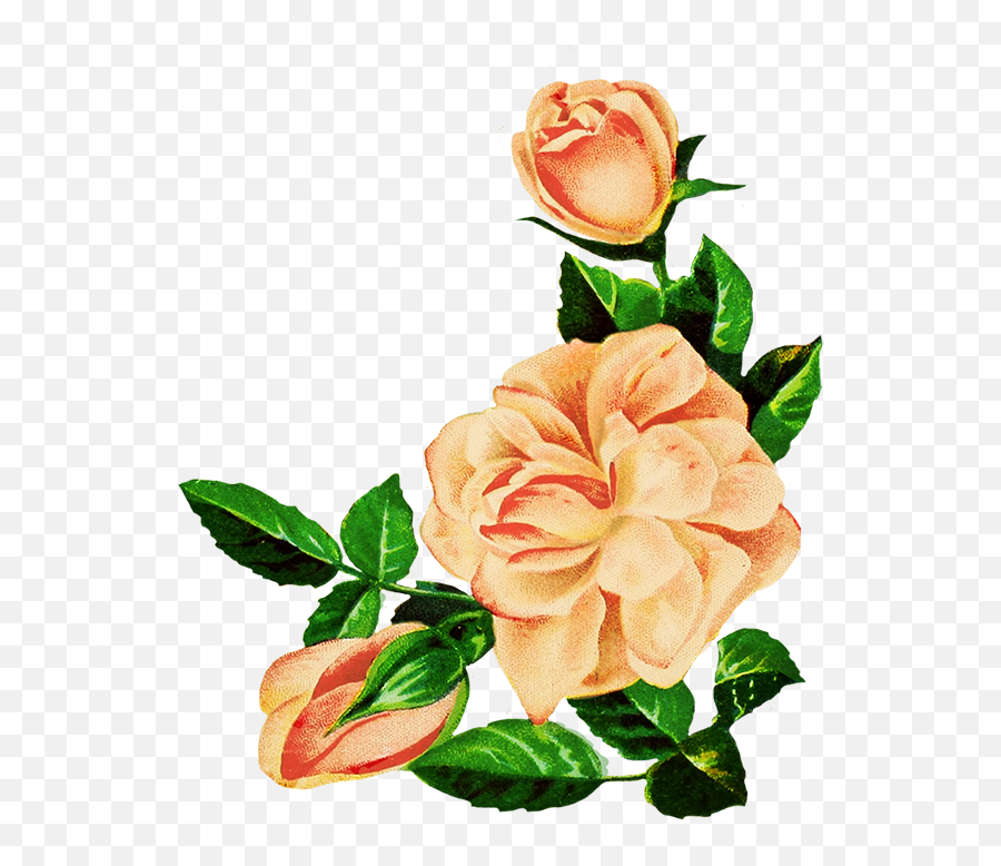 Beautiful Free Rose Clipart - Flower Rose Drawing Png,Pink Roses Png