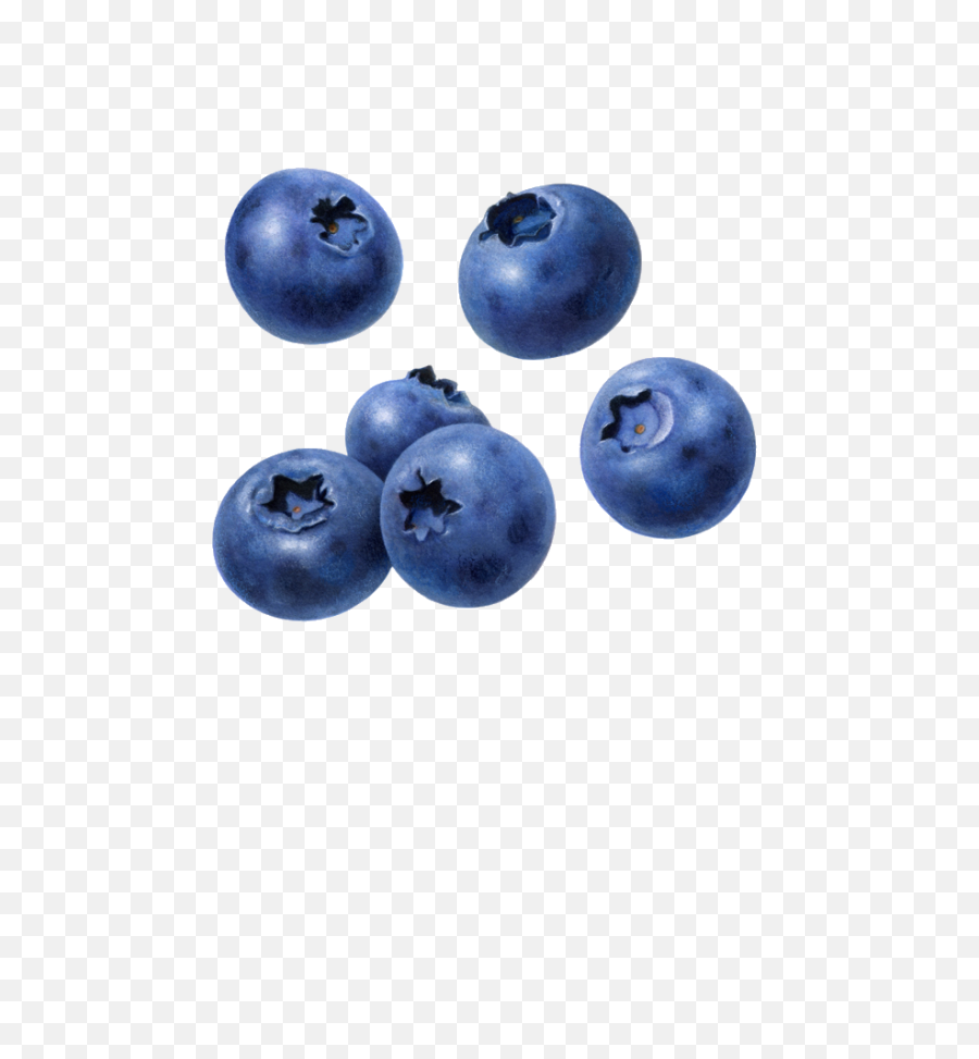 Png Background - Blueberry Png,Blueberry Transparent Background