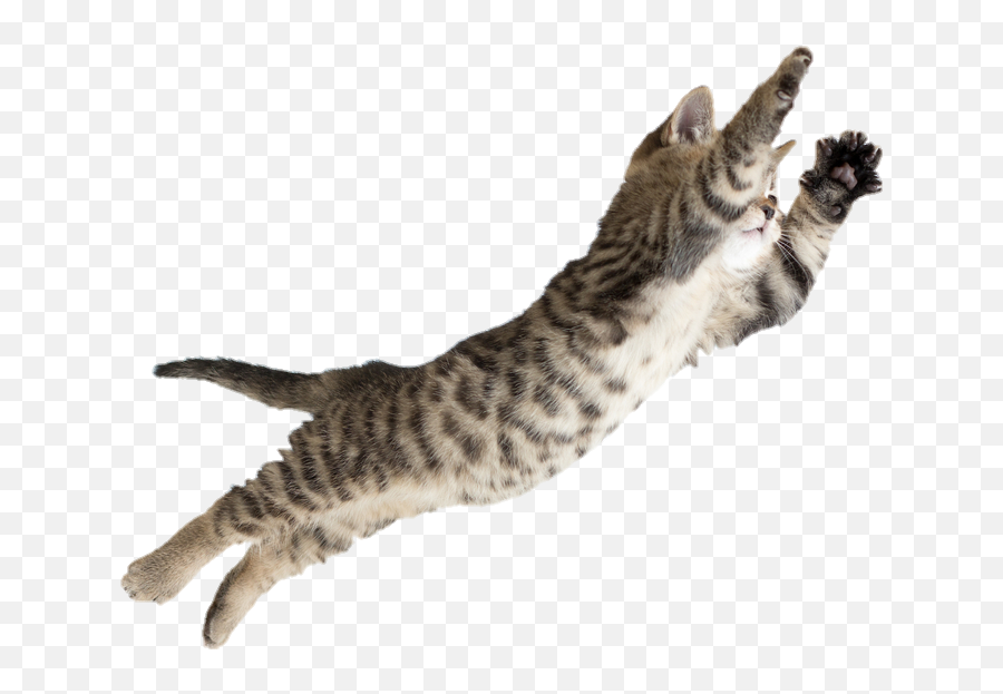 Jumping Kitten Full Size Png Download Seekpng - Jumping Kitten,Kitten Png