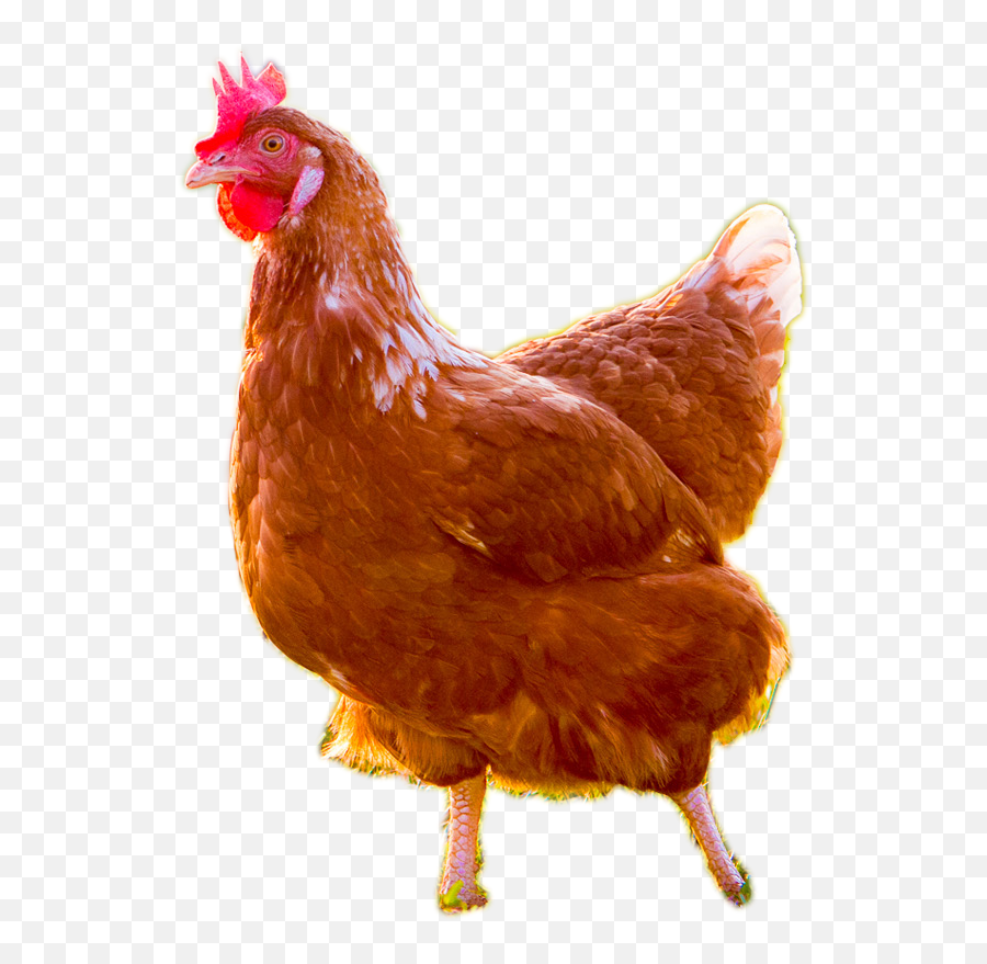 Brown Chicken Transparent Images - Live Chicken No Live Chicken No Background Png,Chicken Transparent Background