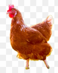 Brown Chicken Transparent Images - Live No Background png