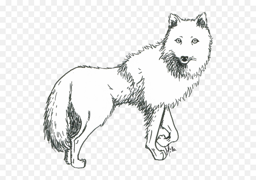 Download Prometheus Drawing White Wolf - Drawing Easy A Arctic Wolf Png,White Wolf Png