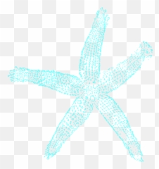 Starfish Clipart Elegant - Clipart Wedding Starfish Png,Starfish Png