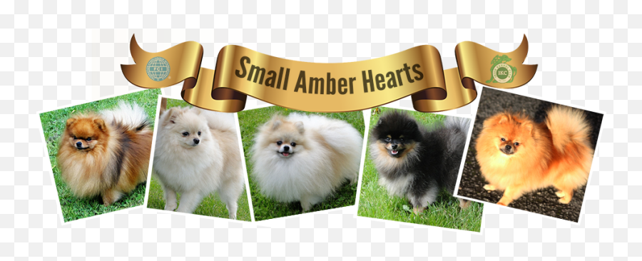 Miniature Spitz Pomeranian - Small Amber Hearts Event Png,Pomeranian Png