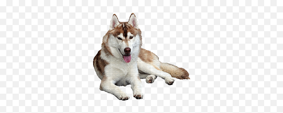 Dog Gif - Transparent Siberian Husky Gif Png,Transparent Dog Gif