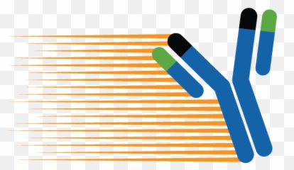 Genewiz - Horizontal Png,Antibody Png