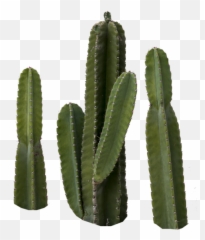 Cactus Transparent Png Free Picture Download - Png
