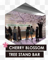 Sakura Chill Bar Cherry Blossoms U0026 - OUT AfroCo Photo Caption png