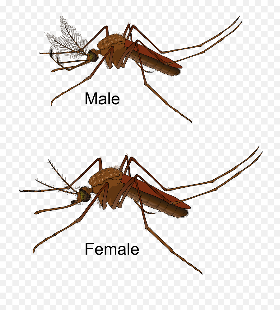 Mosquito Gender En - Life Cycle Of Culex Mosquito Png,Mosquito Transparent