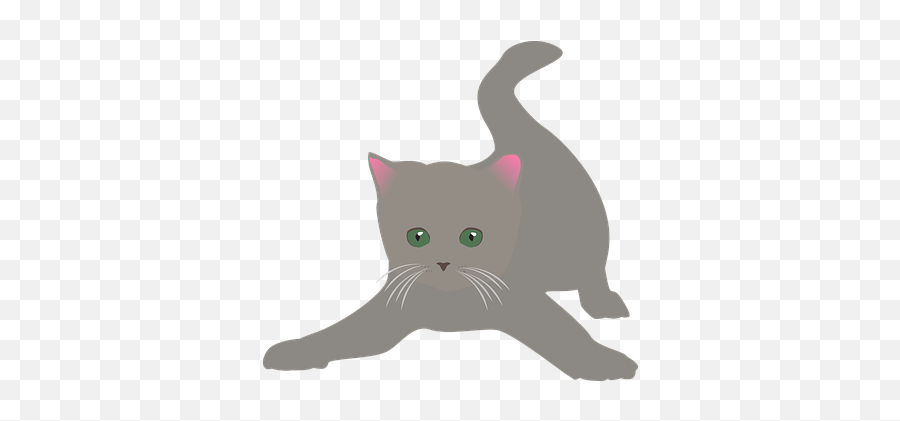 100 Free Cat Isolated U0026 Images - Pixabay Gato Gris Dibujo Png,Kitten Transparent Background