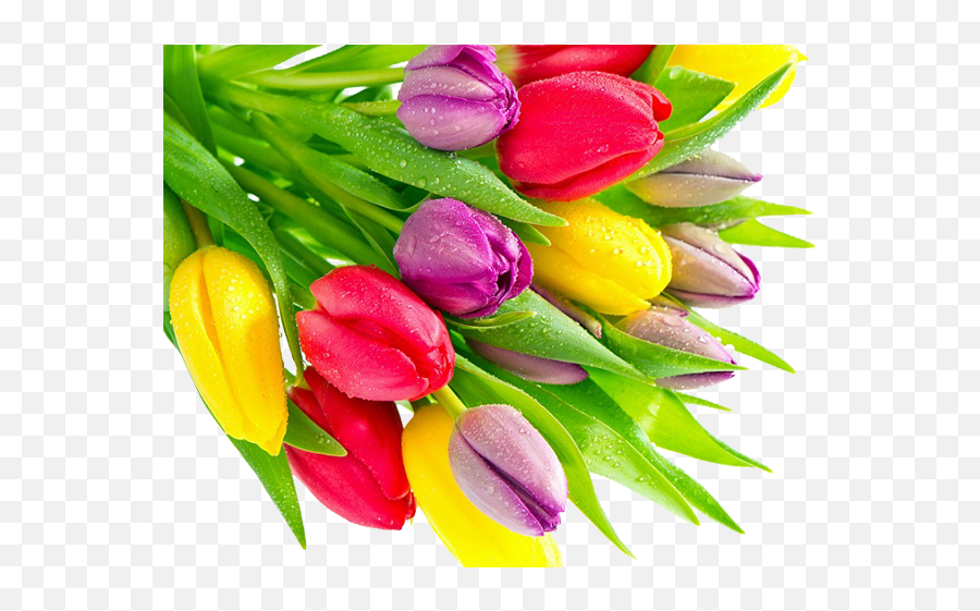 Tulip Flower Bunch Png Image - Green Yellow Red Purple,Flower Bunch Png