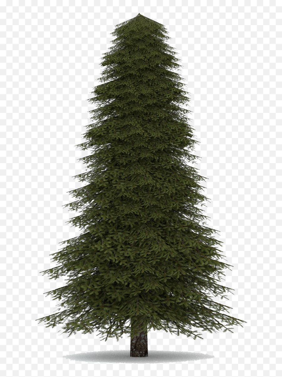 Download Fir Tree Png Image 1 - Fir Tree Png,Pine Tree Transparent Background