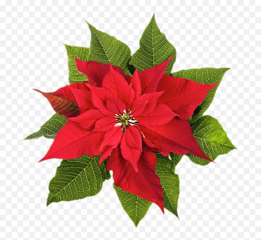 Christmas Poinsettia Png Clipart - Imágenes De La Flor De Pascua,Poinsettia Png