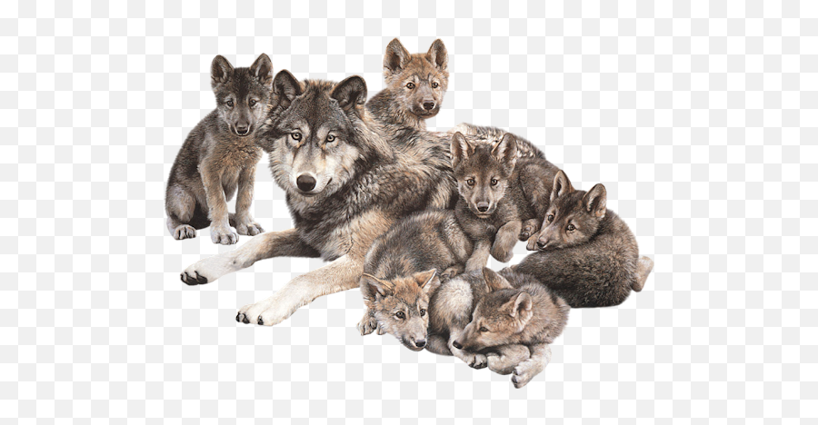 Clip Art Graphics - Wolf Family Png,Wolves Png