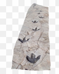 Dinosaur Footprints In Science Museum - Dinosaur Footprints Png,Foot Prints Png