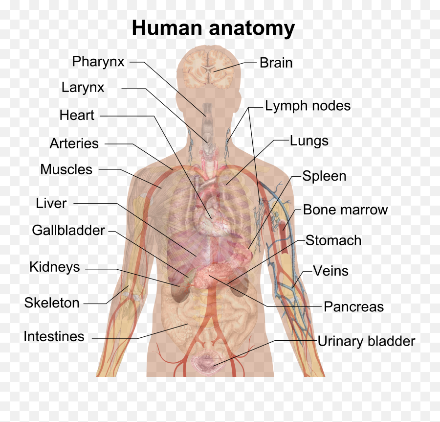 Man Shadow Anatomy - Human Body Internal Part Name Png,Person Shadow Png