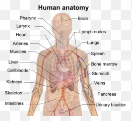 Man Shadow Anatomy - Human Body Internal Part Name png