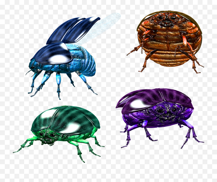 Bug Insect Beetle - Free Image On Pixabay Kumbang Scarab Png,Beetle Png