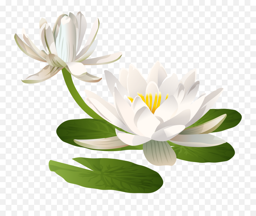 Lily Flower Transparent Png Pictures Background