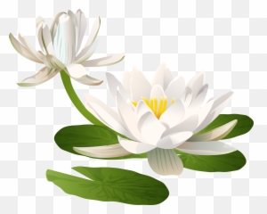 Lily Flower Transparent Png Pictures Background