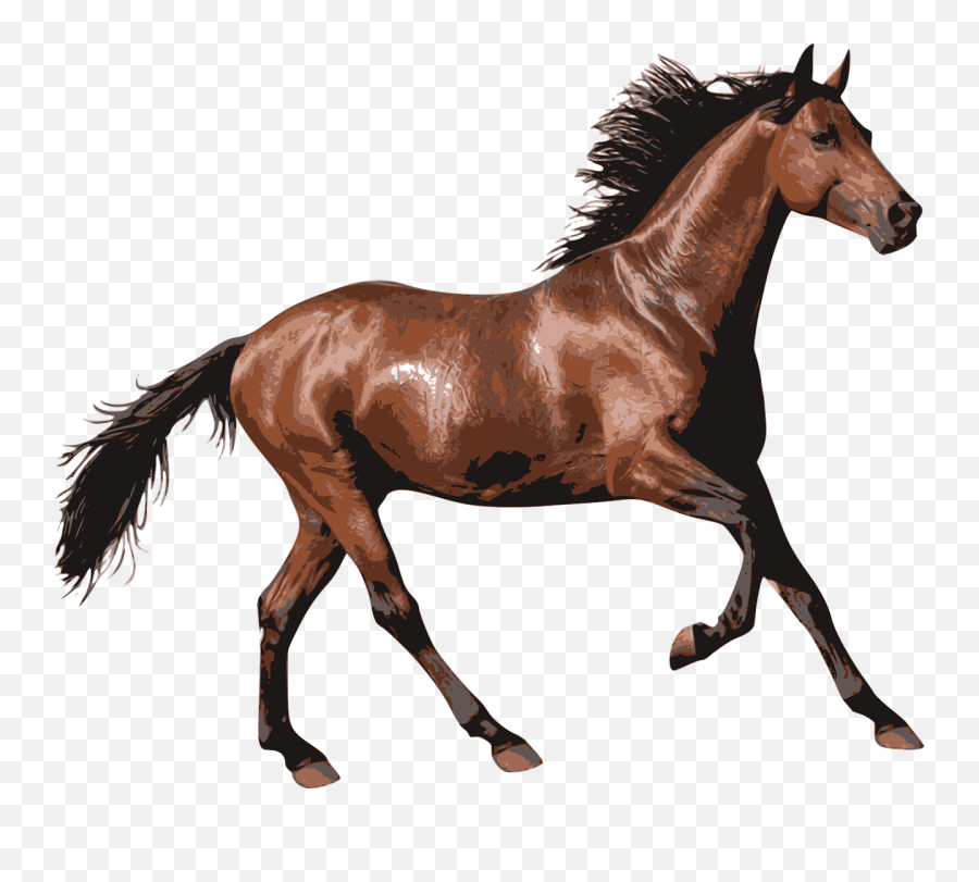Race Horse Transparent Png - Horse Transparent,Horse Transparent Png