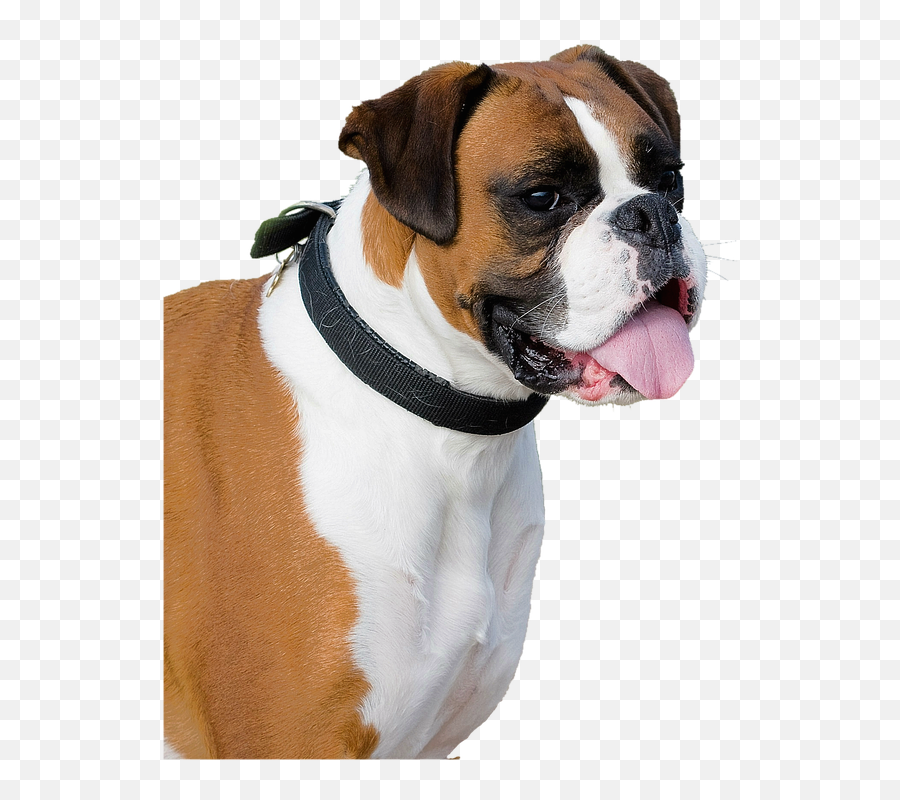 Hd Transparent Boxer Dog - Boxer Dog Transparent Background Png,Boxers Png