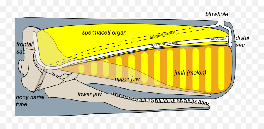 Filesperm Whale Head Anatomy Skull Cutawaysvg - Wikipedia Sperm Whale Spermaceti Organ Png,Sperm Png
