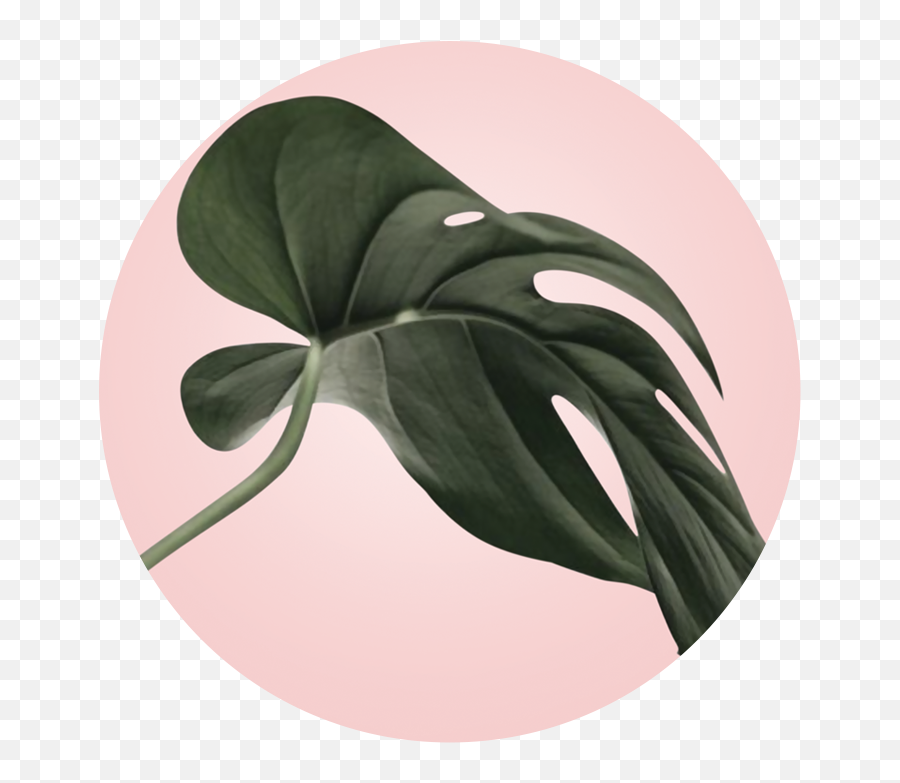 Babington Hill - Plants Png,Monstera Leaf Png