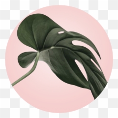 Babington Hill - Plants Png,Monstera Leaf Png