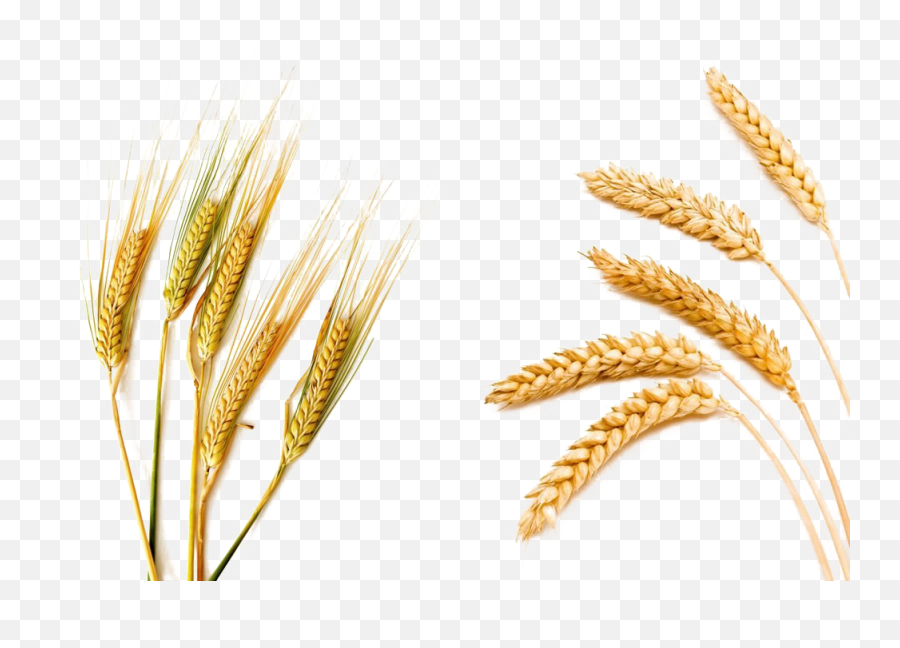 Barley Png Picture - Compare Wheat And Barley,Barley Png