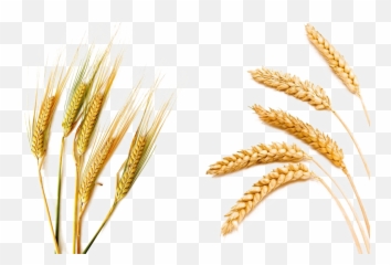 Barley Png Picture - Compare Wheat And Barley,Barley Png
