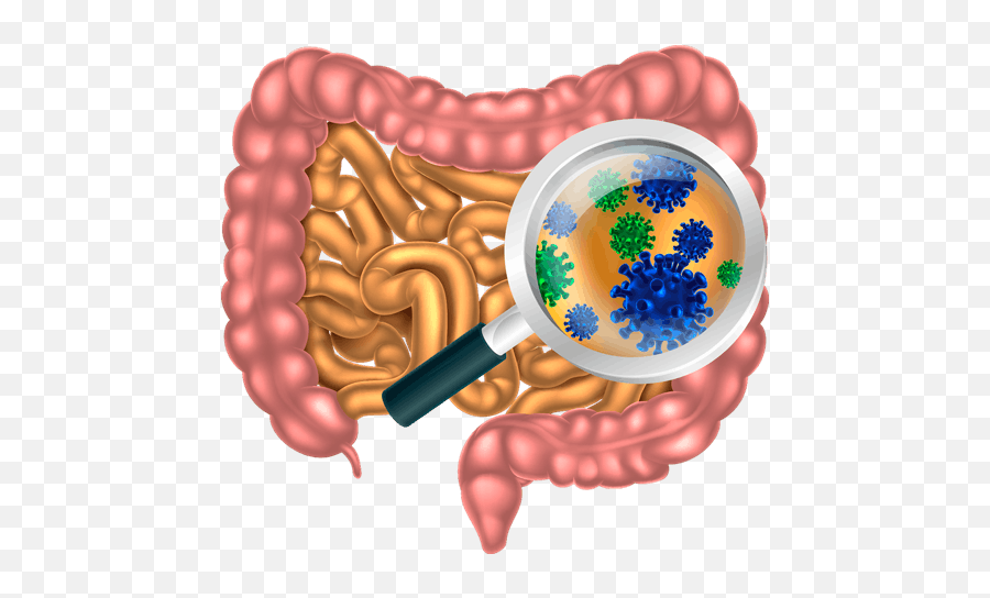 Guts Lucy Pet Products - Microorganisms In The Gut Png,Guts Png