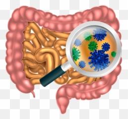 Guts Lucy Pet Products - Microorganisms In The Gut Png,Guts Png