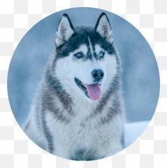 Husky Idkanymore Circle Background - Dog Price In Indore png