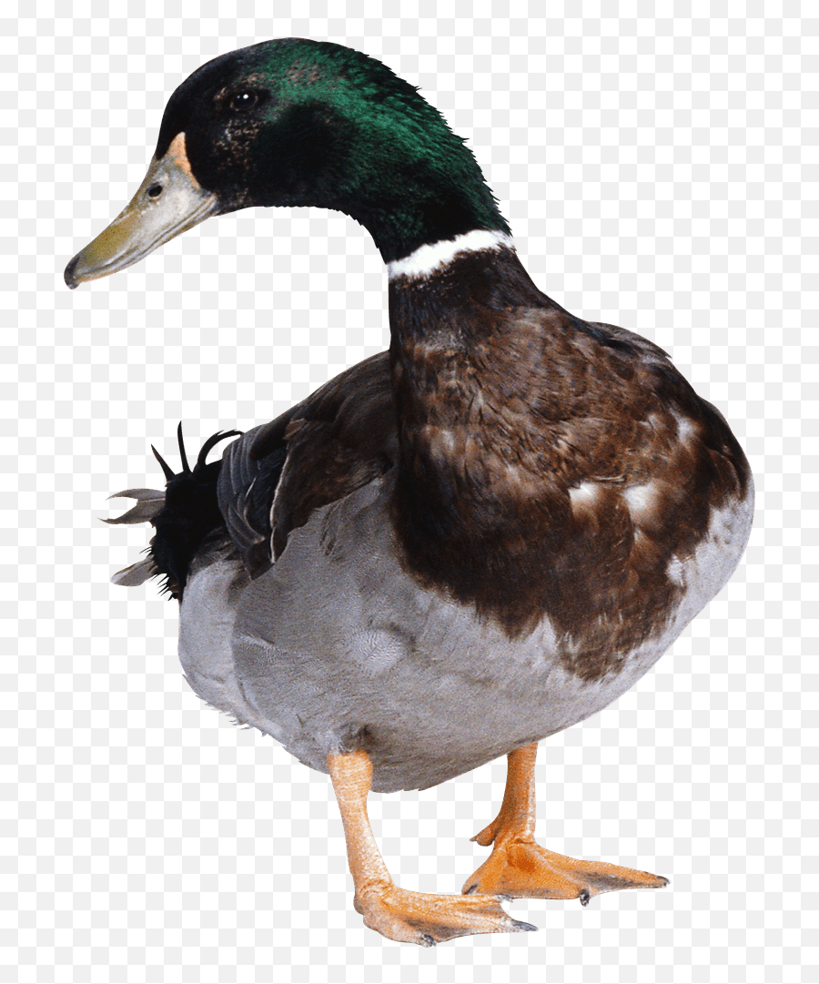 Goose In Png - Duck Png,Geese Png