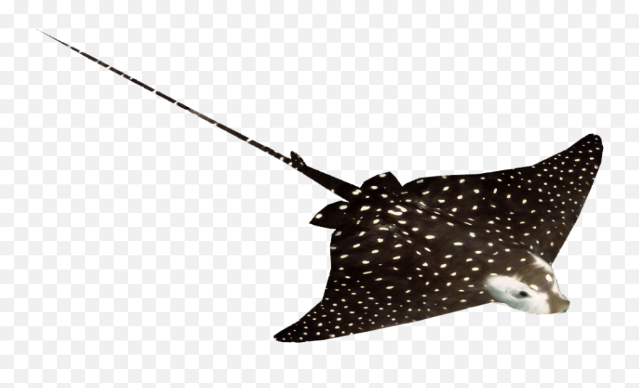 Download Spotted Eagle Ray Png Image With No Background - Spotted Eagle Ray Png,Ray Png