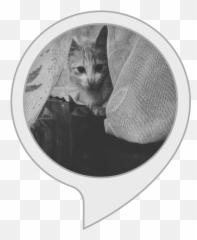 Amazoncom Angry Cats Alexa Skills Png