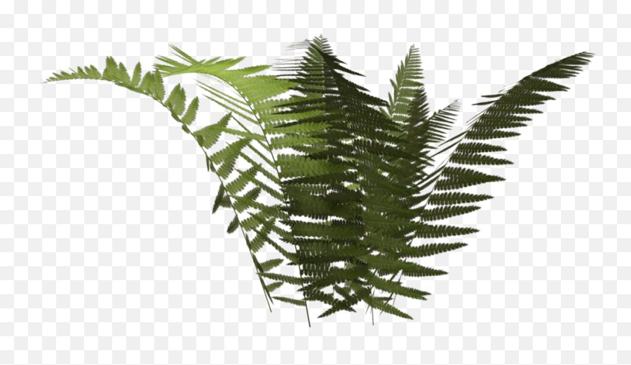 Drawing Ink - Vascular Plant Png,Ferns Png