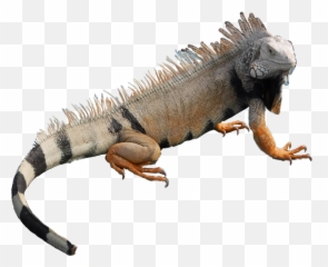 Iguana Sticker By Jstrenth9225 - Green Iguana png